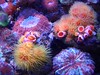 kenjoon > 2007-09 PCO's Photos photo