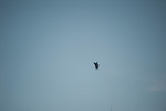 DSC_7096