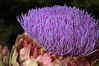 2004-07-29 Flowers at Wisley Gardens UK : 